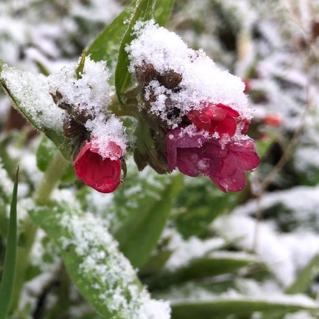 Garden in the Snow